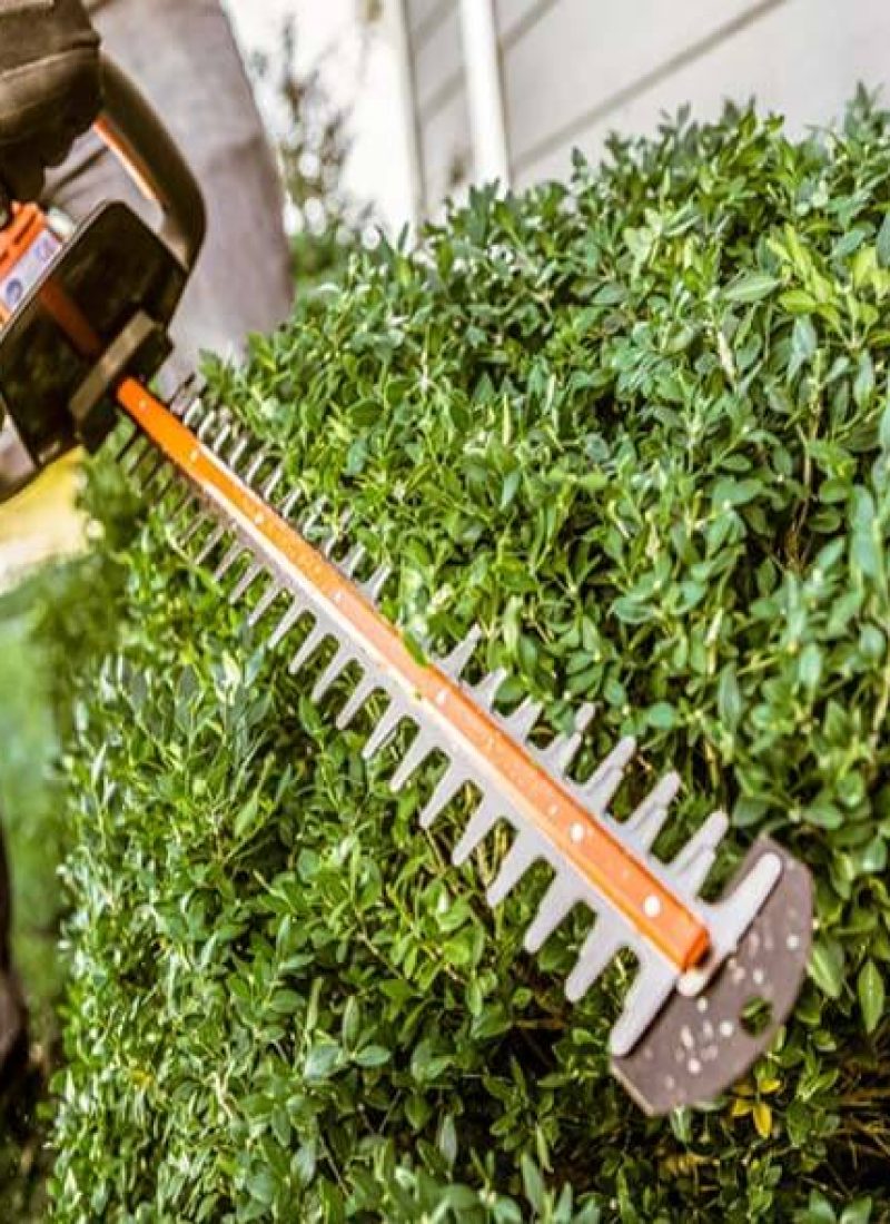 Hedge Trimming Service Hedge Trimming Service