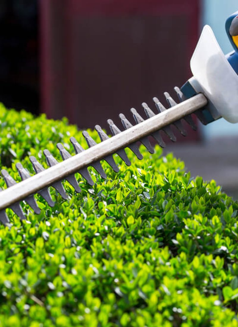 Hedge Trimming Service Hedge Trimming Service