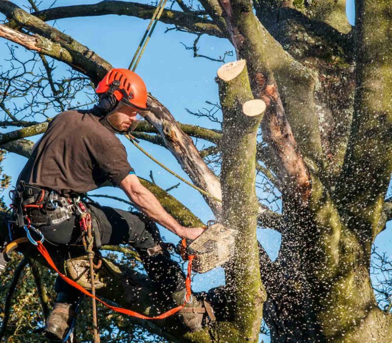 Tree Cutting Services
