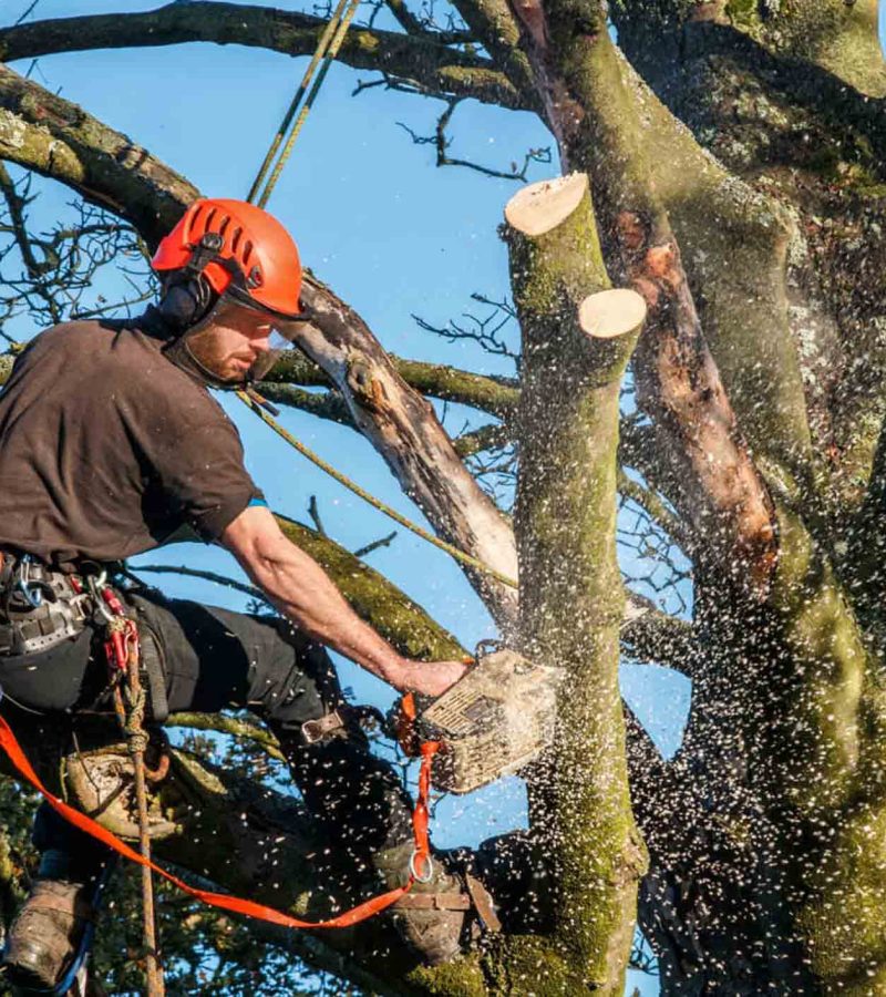 Tree Cutting Services Tree Cutting Services
