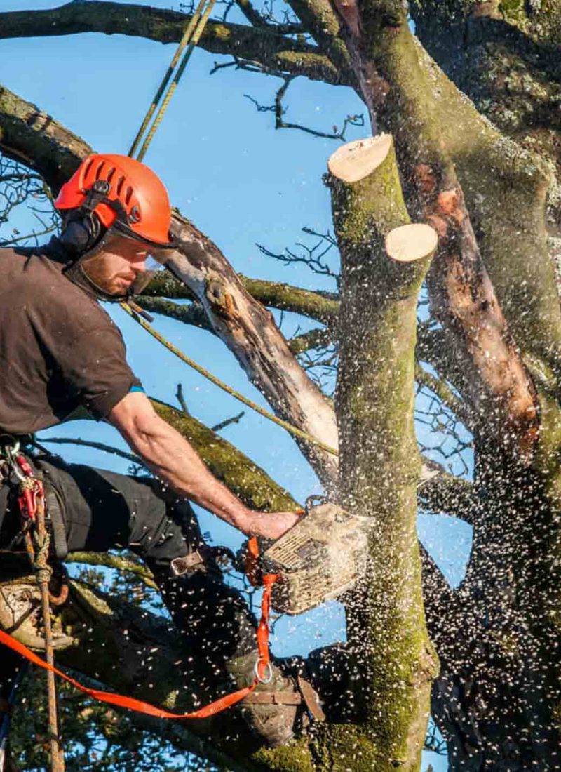 Tree Cutting Services Tree Cutting Services