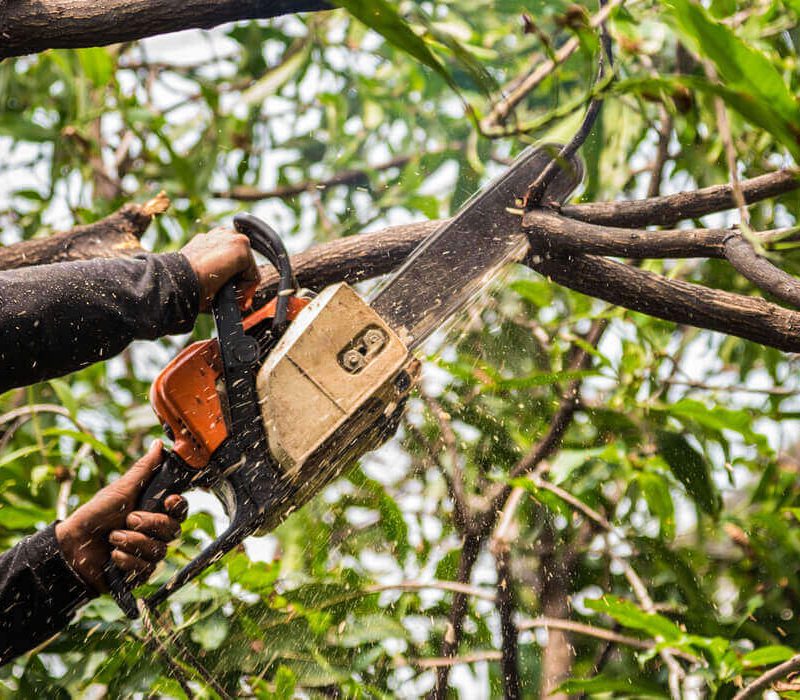 Tree Surgery Service