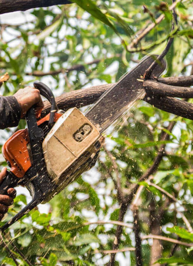 Tree Surgery Service Tree Surgery Service