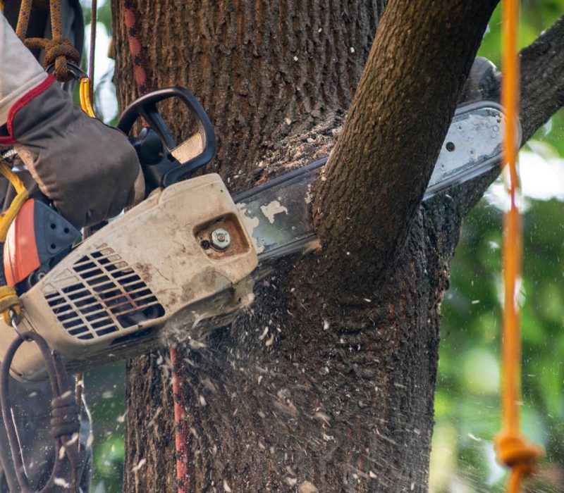 Tree Care Services
