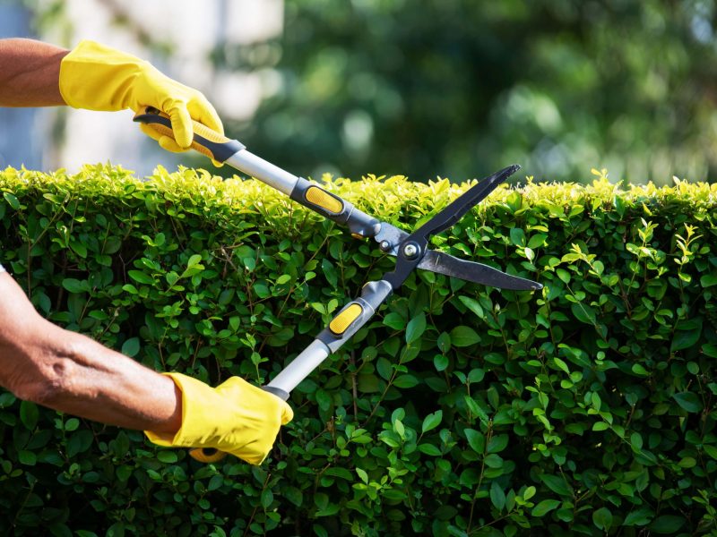 kWFy8U2P2Kc8gPrdxfYt2T Hedge Trimming