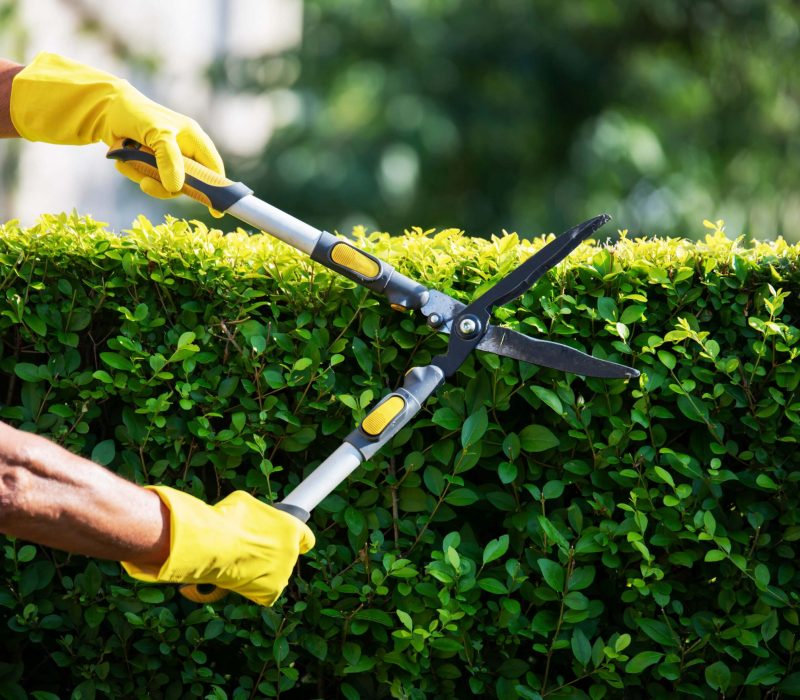 Hedge Trimming