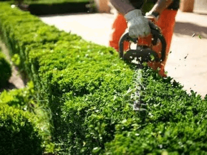 Hedge Trimming Service Hedge Trimming Service