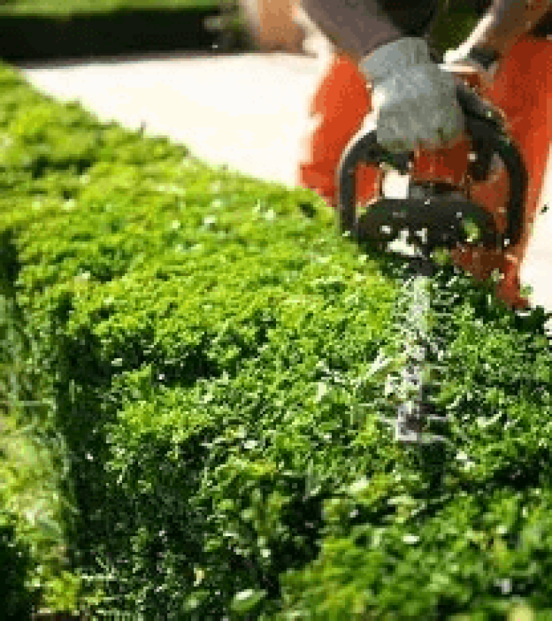 Hedge Trimming Service Hedge Trimming Service