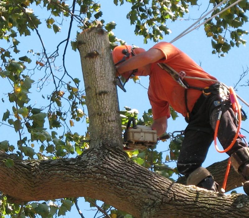 Tree Cutting Services