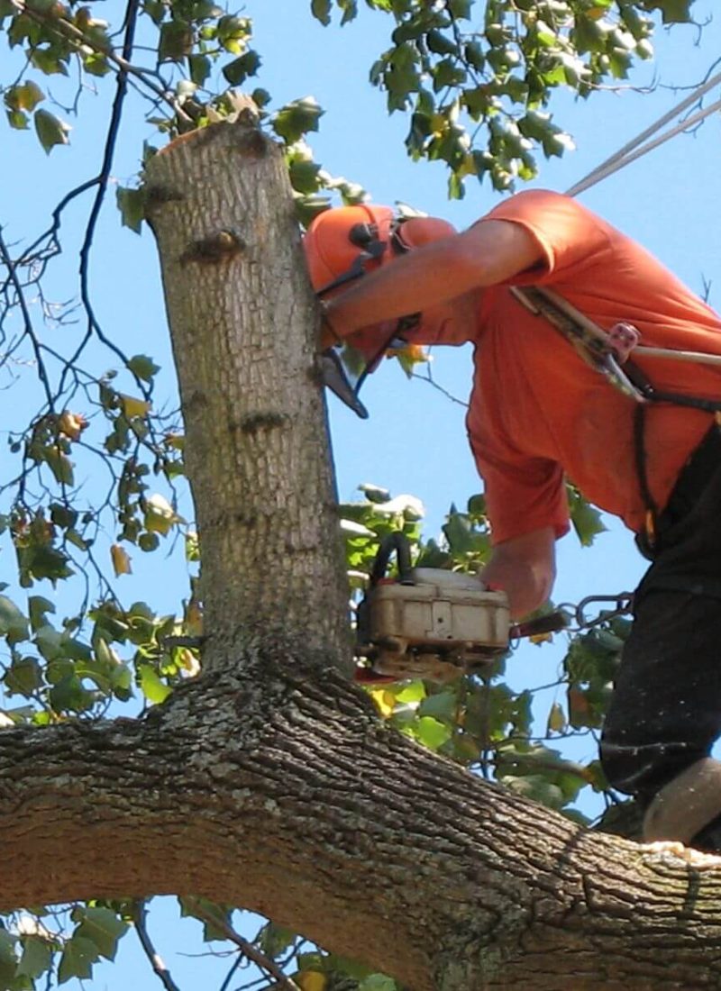 Tree Cutting Services Tree Cutting Services